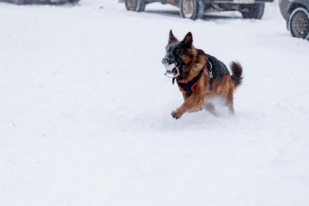 Shepherd for a walk in the winter with the owner