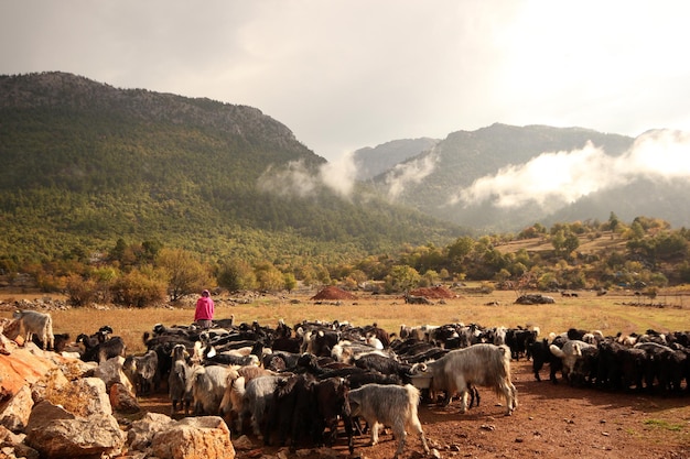 Shepherd woman with herd of goats