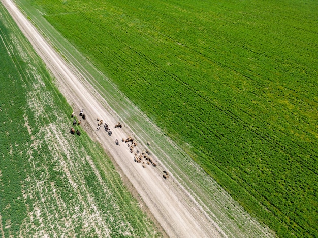 Shepherds driving herds of cows