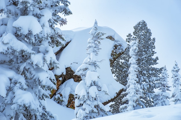 Sheregesh ski resort in Russia Winter landscape trees in snow