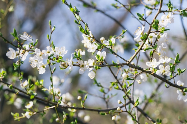 Sherryboom in het voorjaar Kersenbloei op een wazige natuurlijke achtergrond Selectieve focus Fotografie van hoge kwaliteit