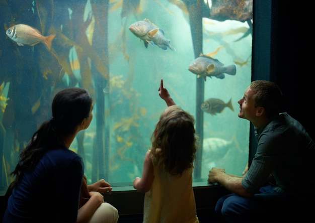 Si è concentrata su quei pesci. inquadratura ritagliata di una bambina in gita all'acquario.