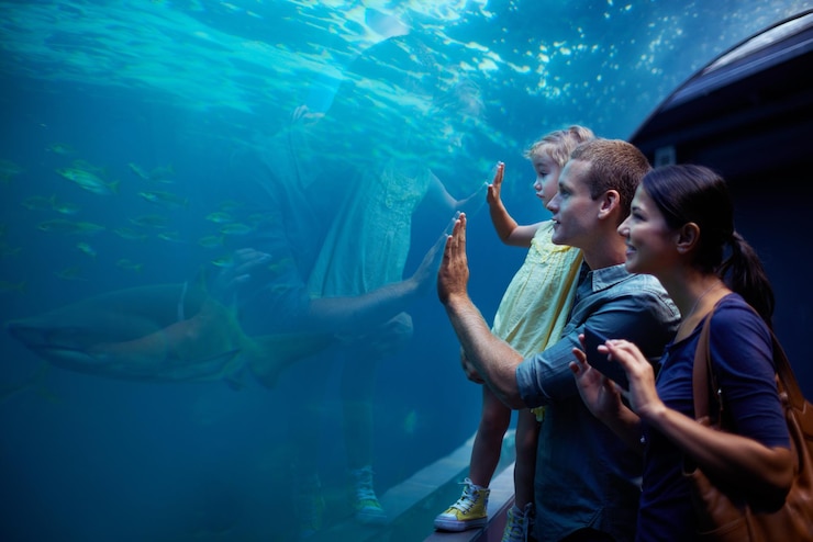 Photo shes focused on those fish. cropped shot of a little girl on an outing to the aquarium.