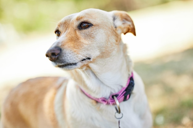 彼女は恋人です。庭の外で愛らしい犬のトリミングされたショット。