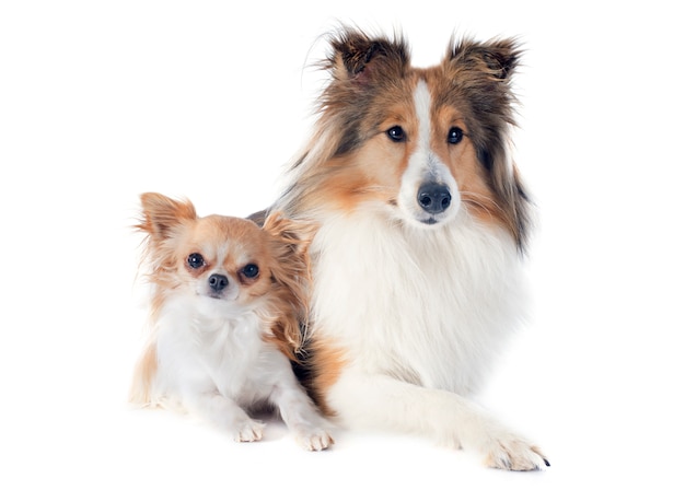 Shetland dog and chihuahua