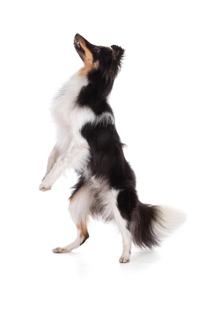 Shetland dog jumping