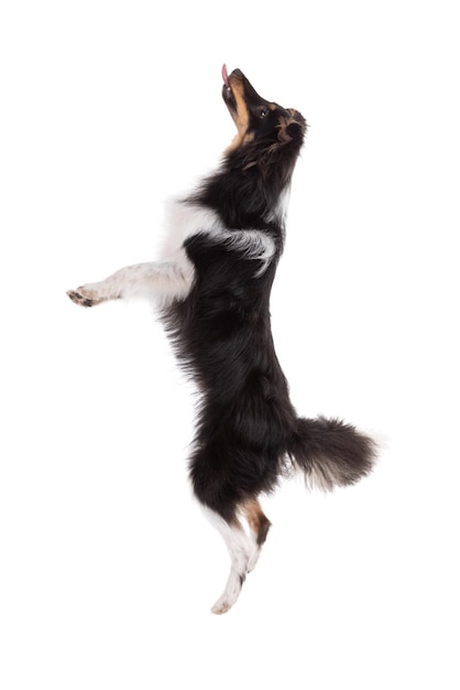 Shetland dog jumping