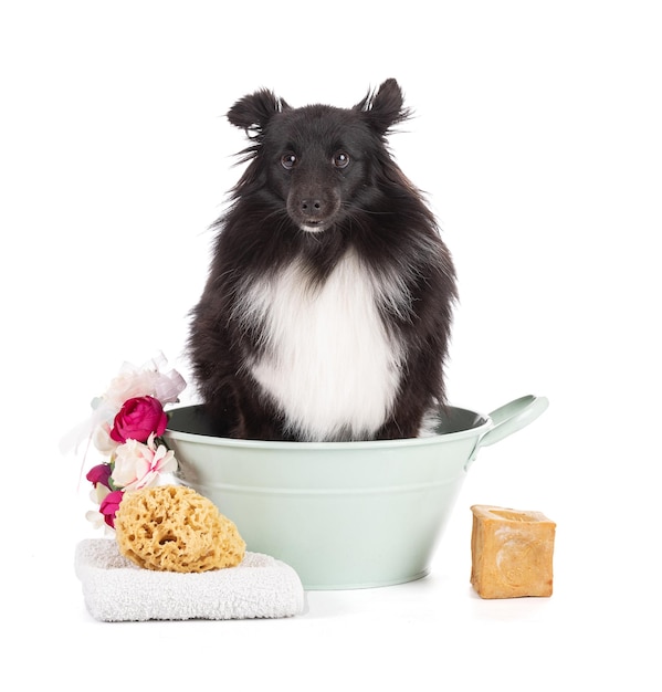 Shetland dog take a bath