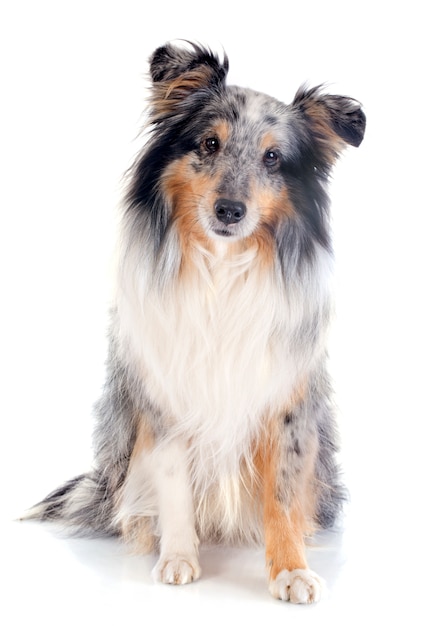 shetland dog