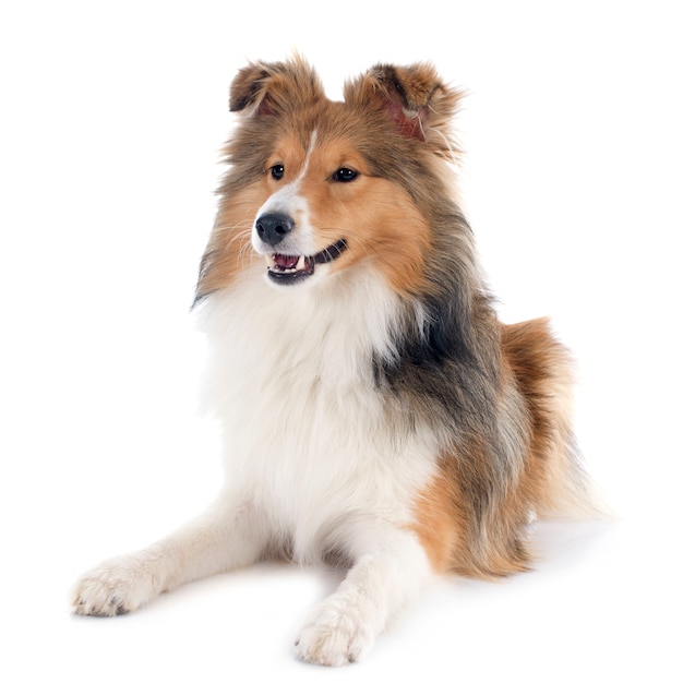 shetland dog