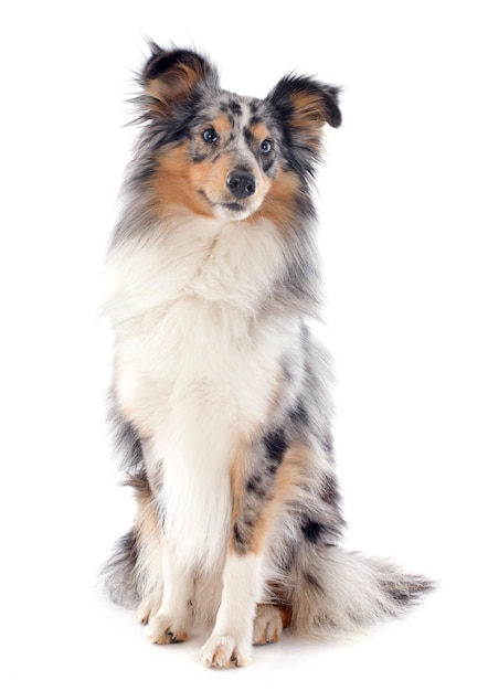 shetland dog