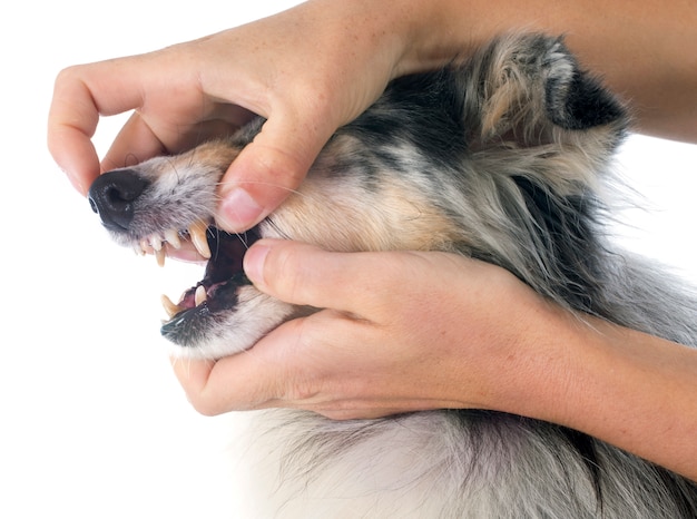 shetland dog