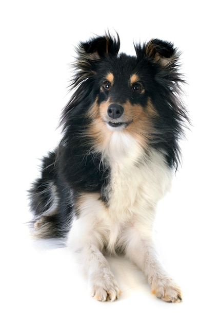 shetland dog