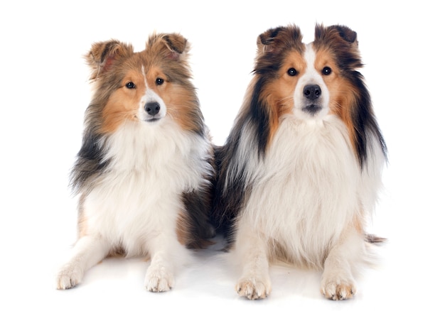 shetland dogs