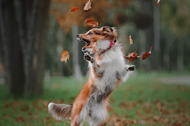 Shetland herdershond hond springt en vangt vallende herfstbladeren in het park