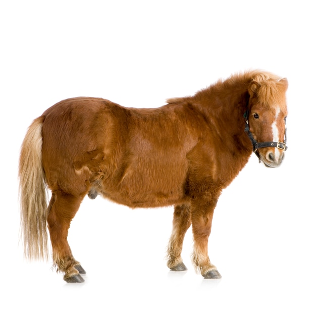 Shetland pony in front of a white background