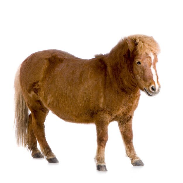 Shetland pony in front of a white background