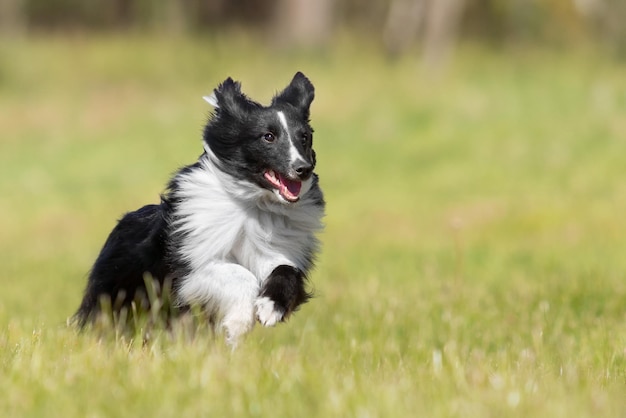 Shetland-schapenhond die snel in het groene gras loopt Actieve hond