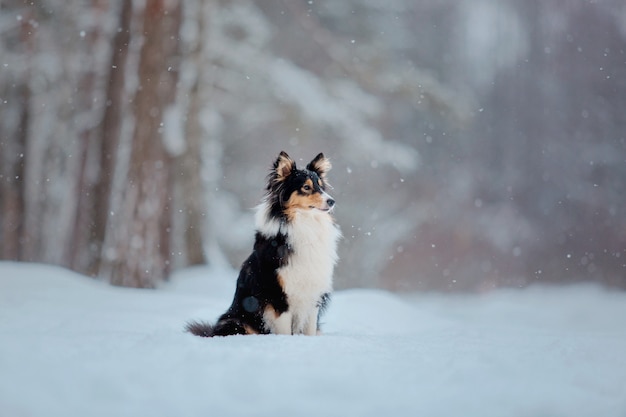 Shetland Sheep Dog in de sneeuw Honden in de winter Honden spelen in de sneeuw