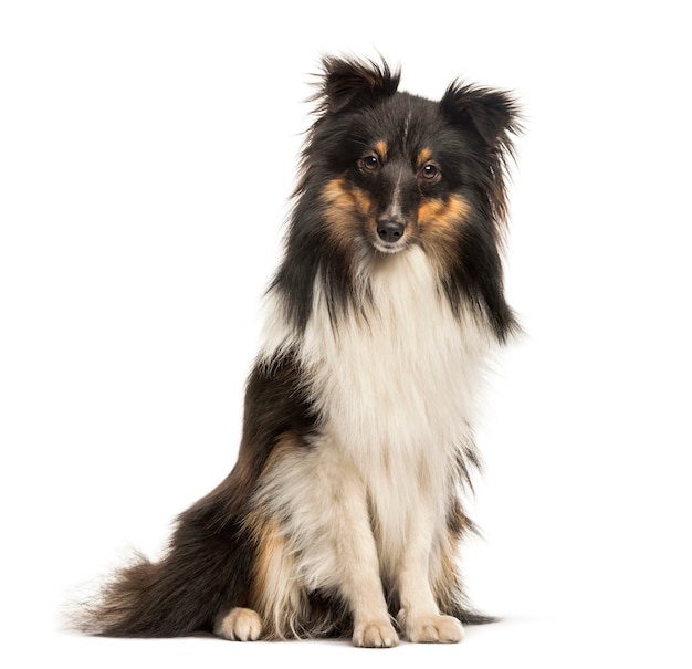 Shetland Sheepdog, 10 months old, sitting in front of white background