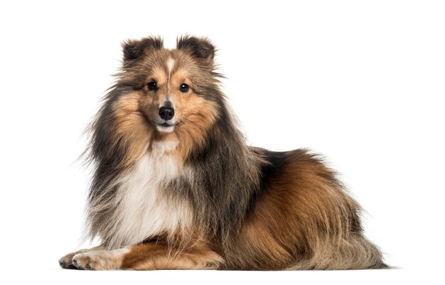 Shetland Sheepdog, 3 years and 6 months old, lying in front of white background