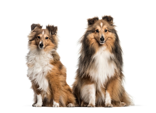 Shetland Sheepdog, 3 years and 6 months old, sitting in front of white background