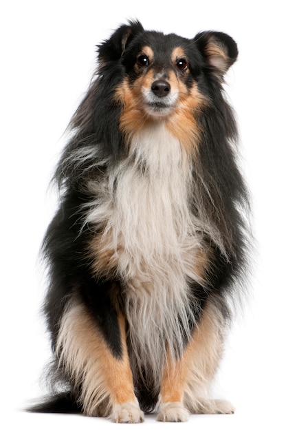 Shetland Sheepdog (7 jaar oud). Geïsoleerd hondportret