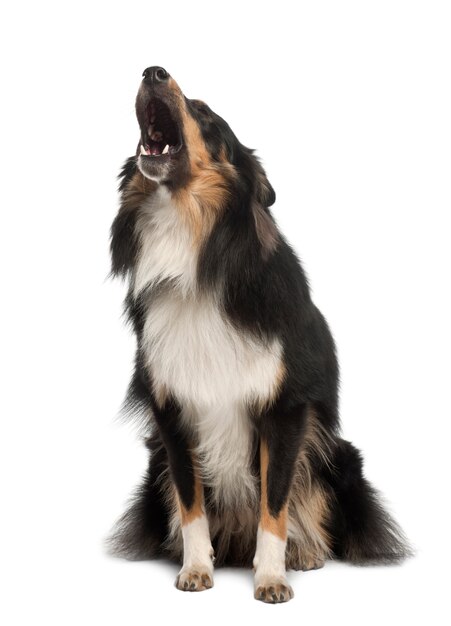 Shetland Sheepdog, barking sitting against white background