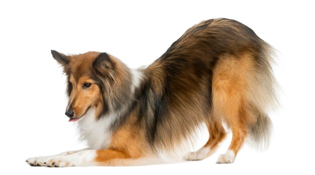 Shetland Sheepdog bowing in front of a white wall
