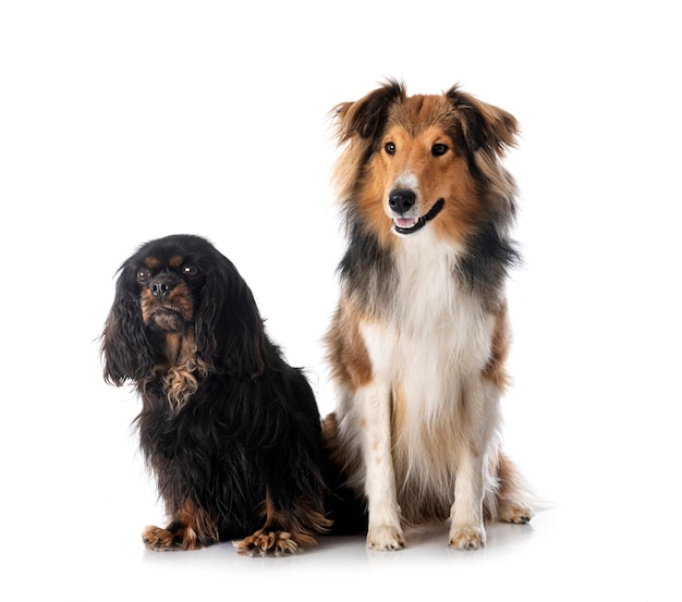 Shetland Sheepdog and cavalier king charles