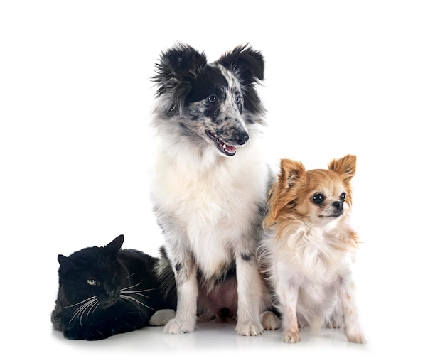 Photo shetland sheepdog chihuahua and cat