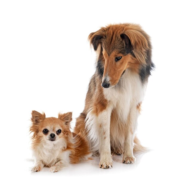 Shetland Sheepdog and chihuahua