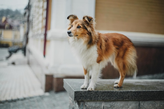 Shetland sheepdog in the city