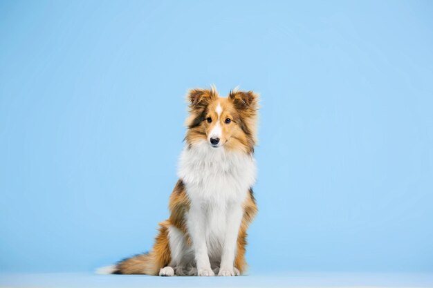 파란색 배경의 사진 스튜디오에 있는 셰틀랜드 쉽독(Shetland Sheepdog) 개