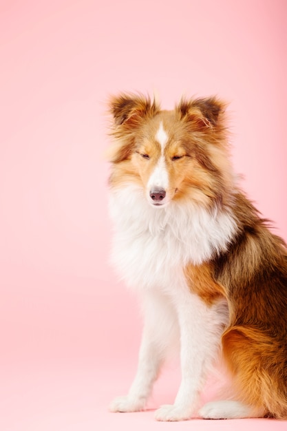 ピンクの背景の写真スタジオでシェットランドシープドッグ犬