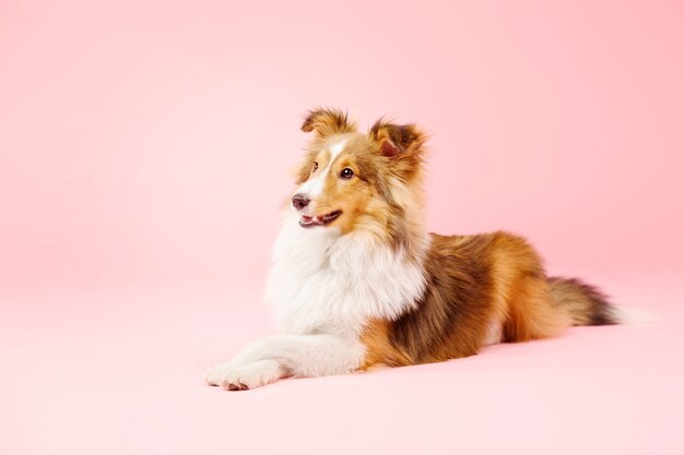 Shetland Sheepdog dog in the photo studio on pink background