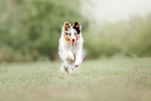 屋外のシェットランド・シープドッグ犬の肖像画