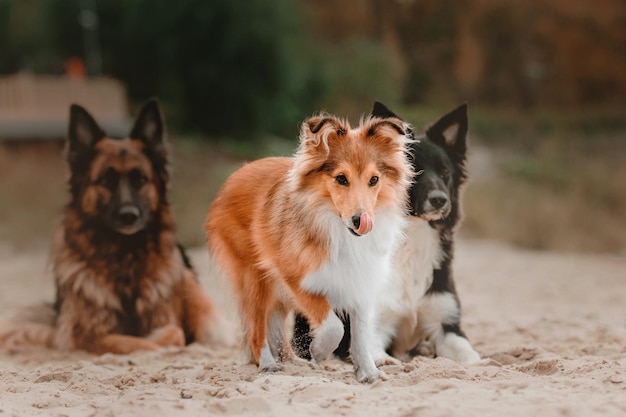 Shetland sheepdog dog