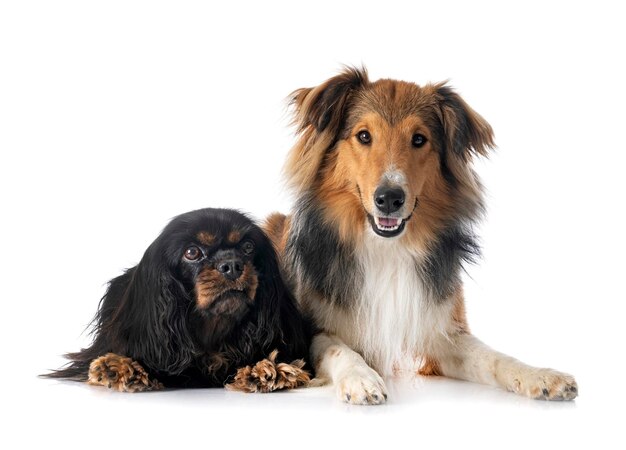 Shetland Sheepdog en Cavalier King Charles