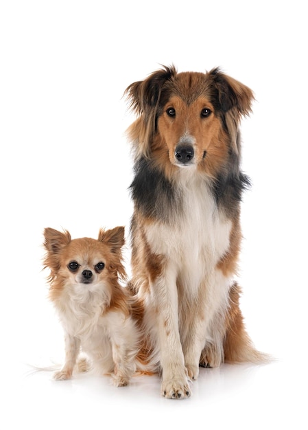 Shetland Sheepdog en chihuahua