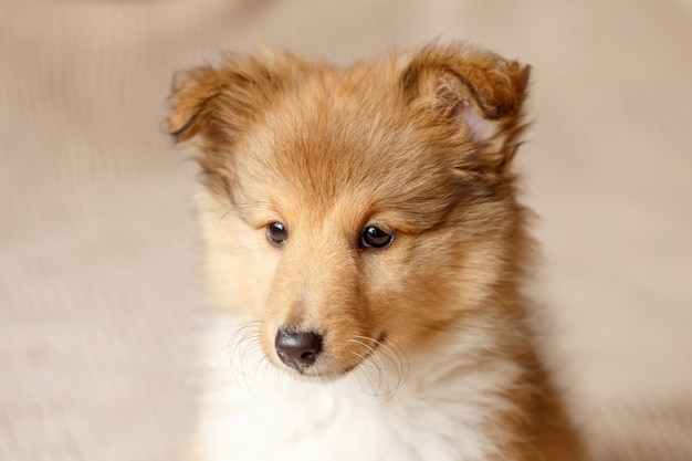 写真 シェットランドシープドッグ。ふわふわ座っているシェルティー犬子犬