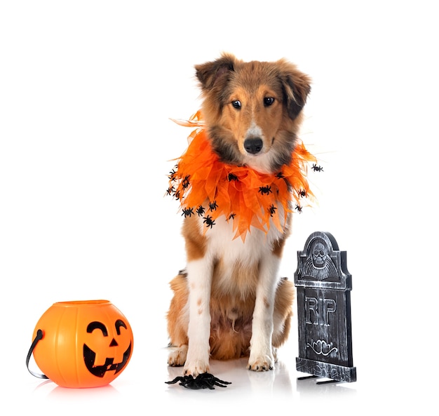 Shetland Sheepdog in front of white background