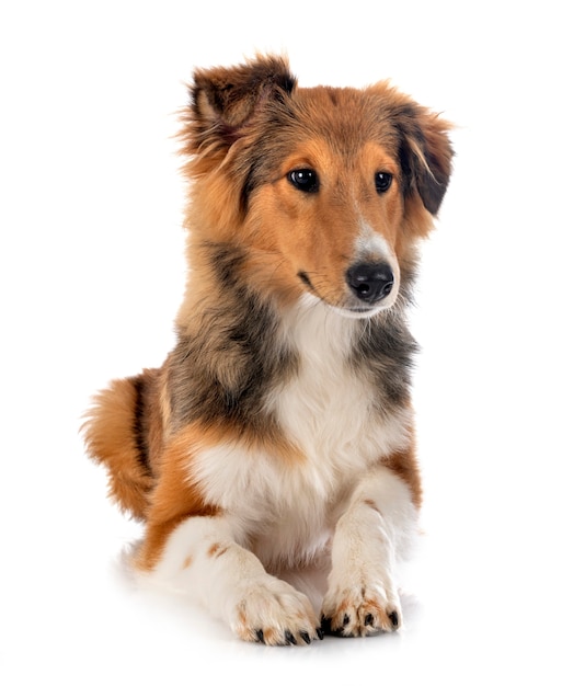 Shetland Sheepdog in front of white background