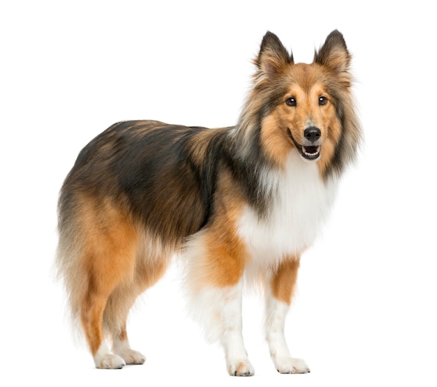 Shetland Sheepdog in front of a white wall