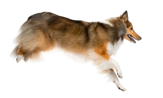 Shetland Sheepdog jumping in front of a white wall