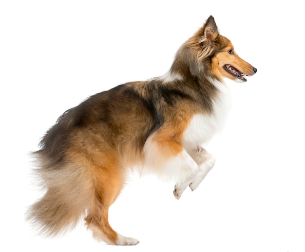 Shetland Sheepdog jumping in front of a white wall