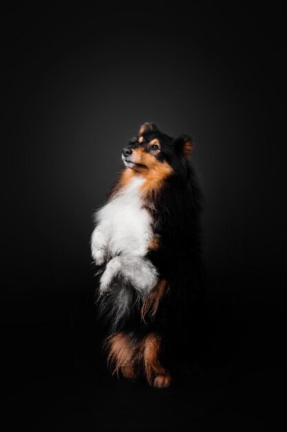 Shetland Sheepdog op zwarte achtergrond Mooie pluizige Sheltie-hond op zwart Dog trick