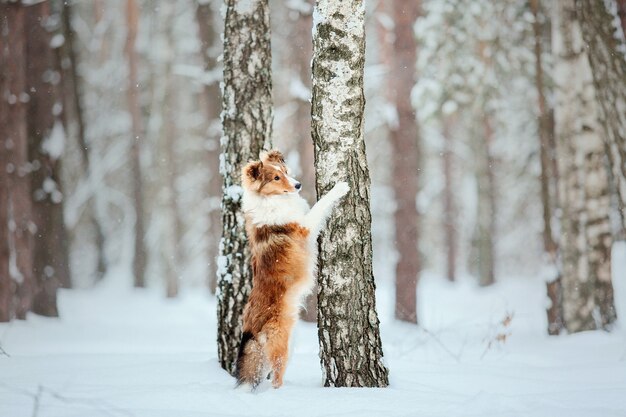 Shetland Sheepdog playing in snow