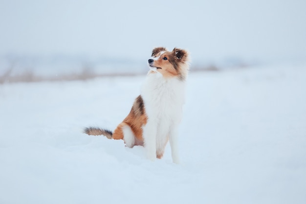 Shetland Sheepdog playing in snow