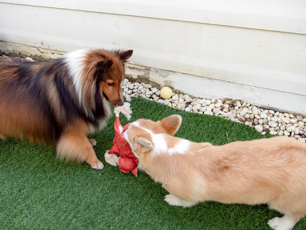 Photo shetland sheepdog playing with corgi dog puppy in the garden